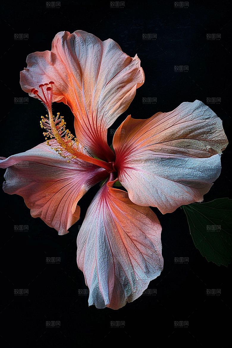 木槿花自然夏天摄影图