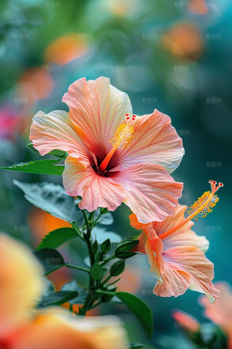木槿花唯美花卉摄影图