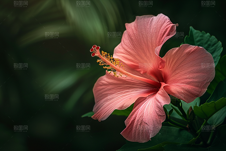 木槿花夏季高清摄影图
