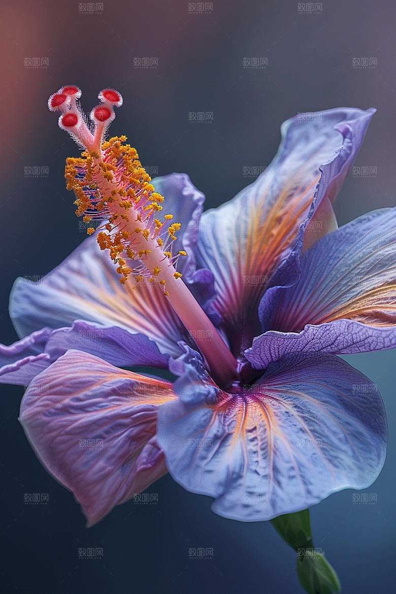 木槿花花朵木棉摄影图