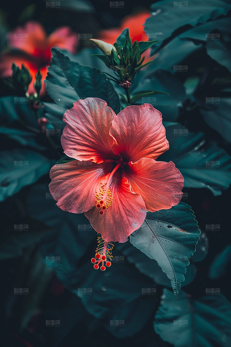 木槿花高清植物摄影图