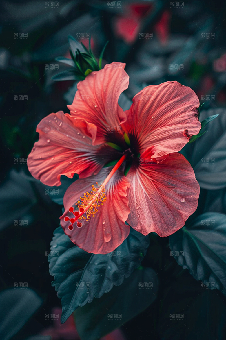 木槿花夏季清新摄影图
