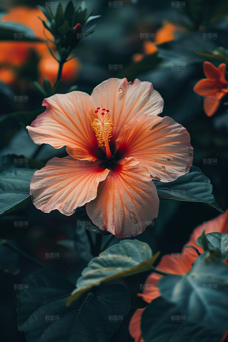 木槿花彩色唯美摄影图