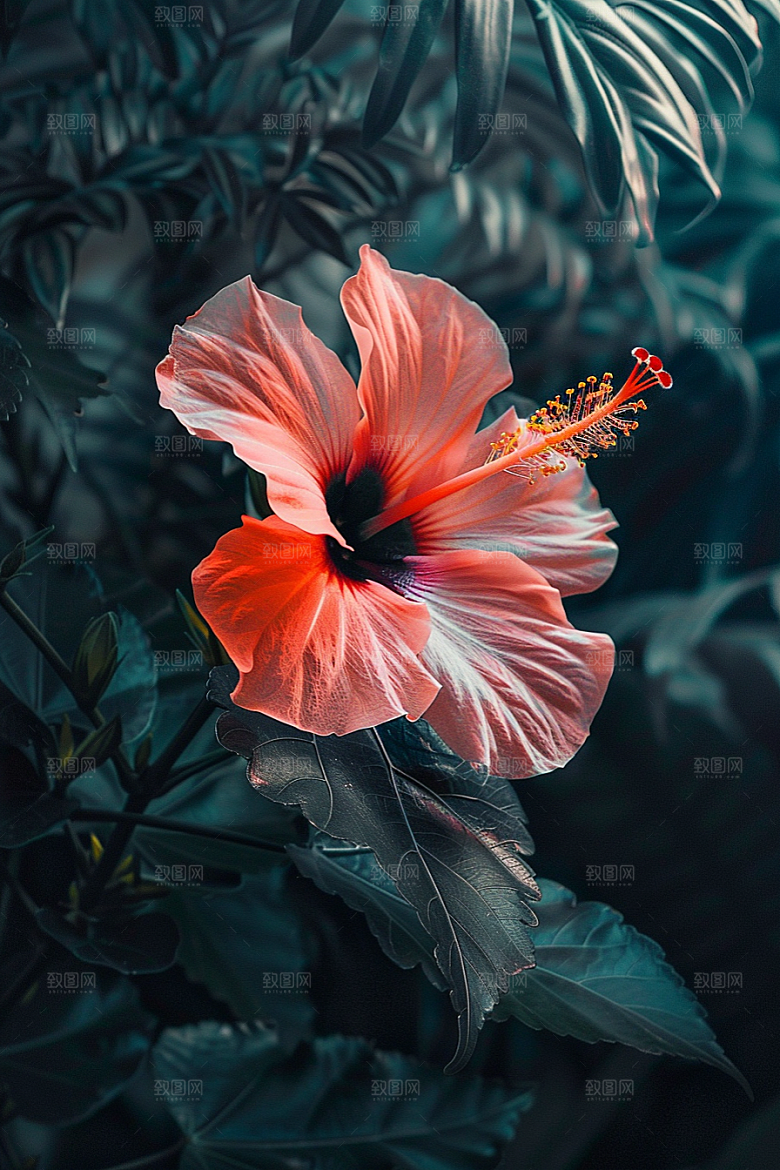木槿花植物高清摄影图