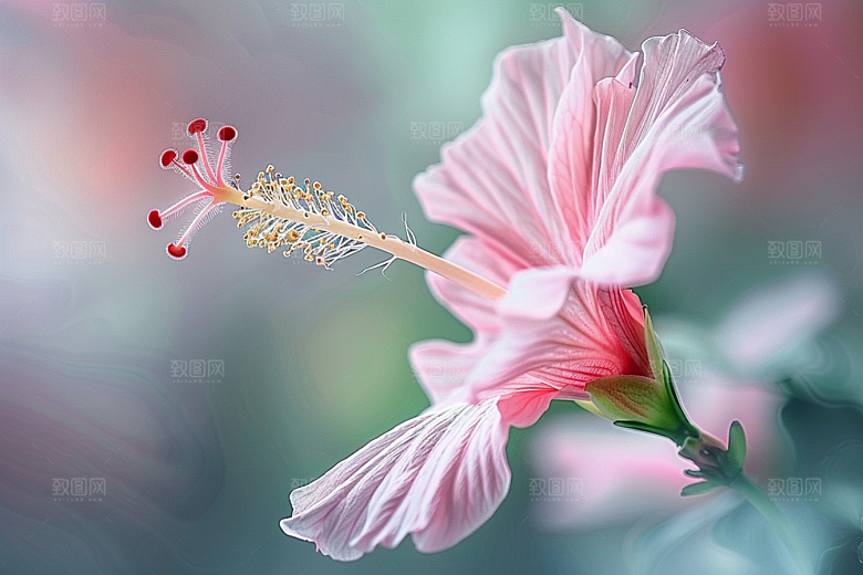 木槿花唯美花朵摄影图