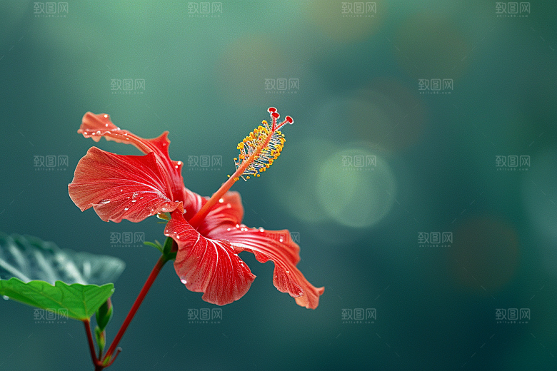 木槿花彩色高清摄影图