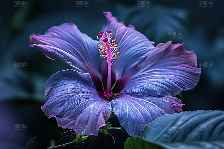 木槿花花朵自然摄影图