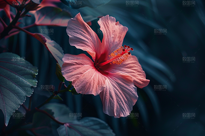 木槿花自然唯美摄影图