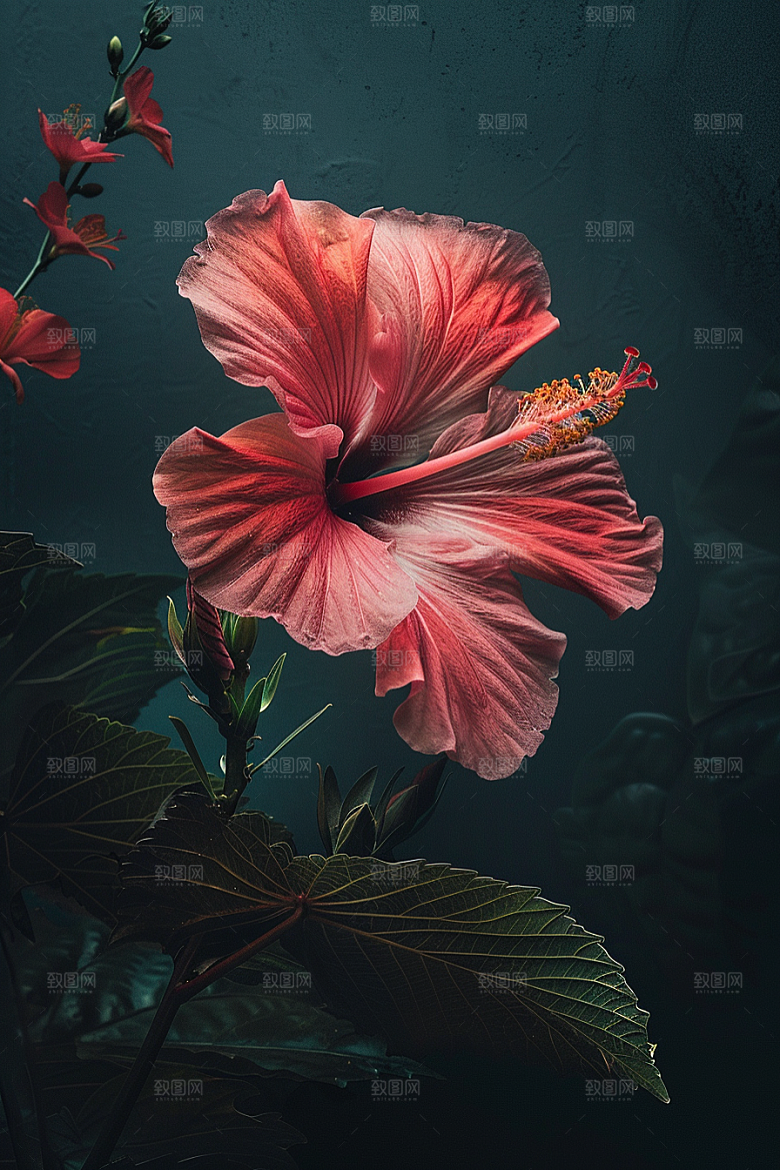 木槿花自然植物摄影图