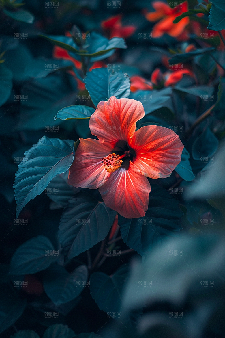 木槿花夏季彩色摄影图