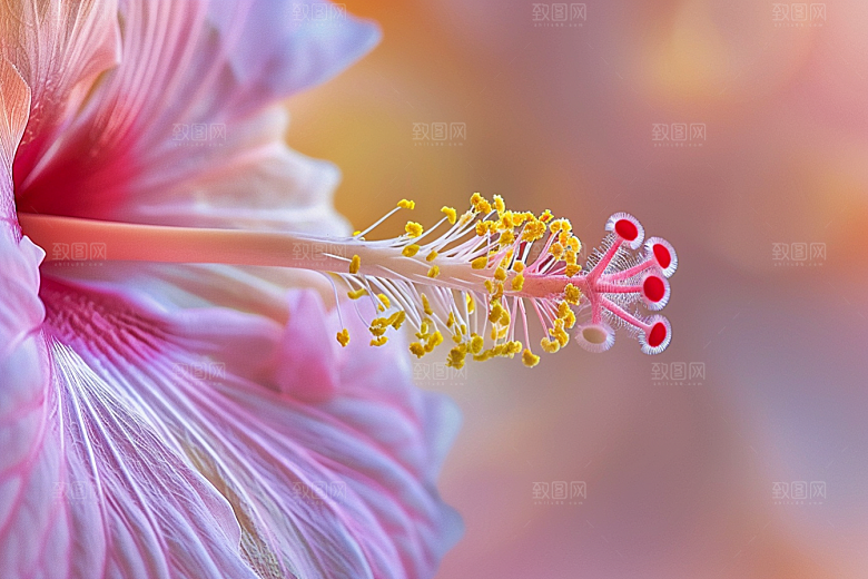 木槿花唯美花卉摄影图