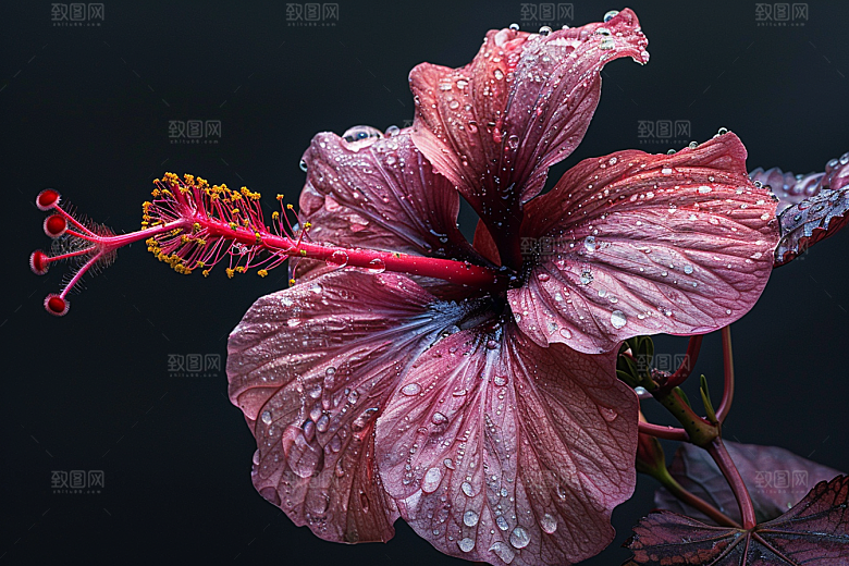 木槿花彩色自然摄影图