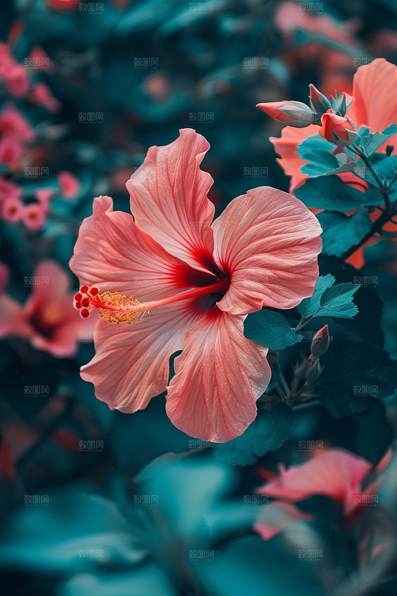 木槿花彩色花朵摄影图