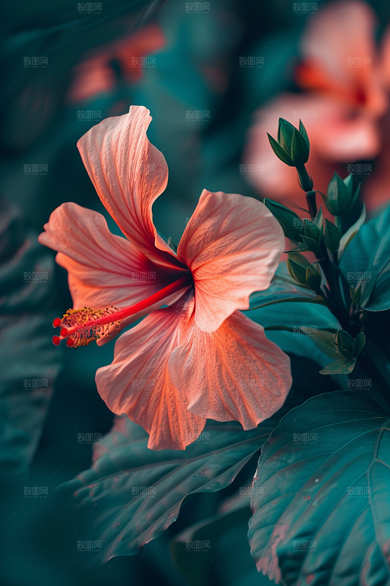 木槿花花朵彩色摄影图
