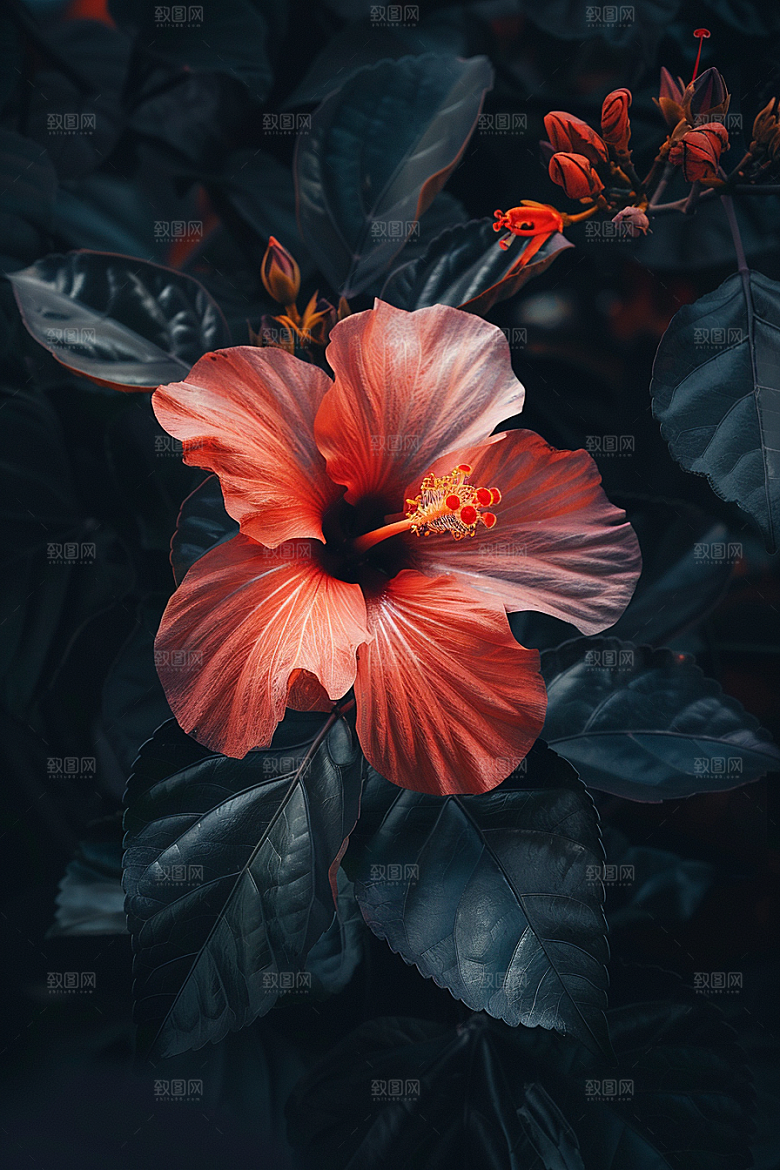 木槿花自然花朵摄影图