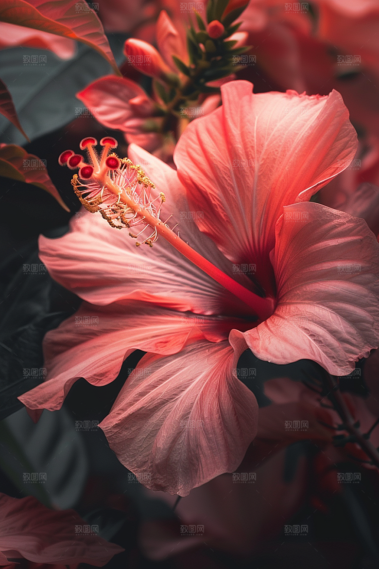 木槿花清新高清摄影图