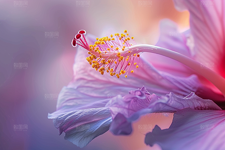 木槿花花朵木棉摄影图