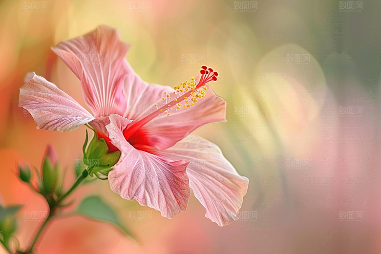 木槿花清新夏季摄影图
