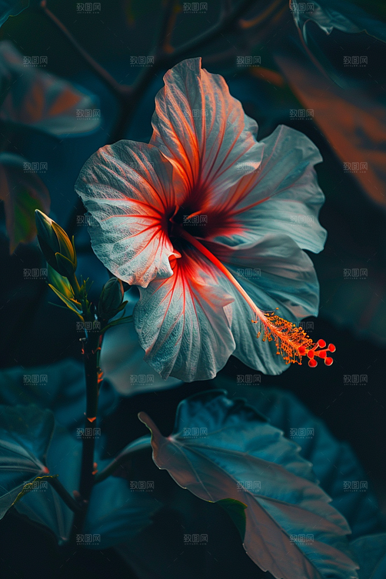 木槿花清新唯美摄影图