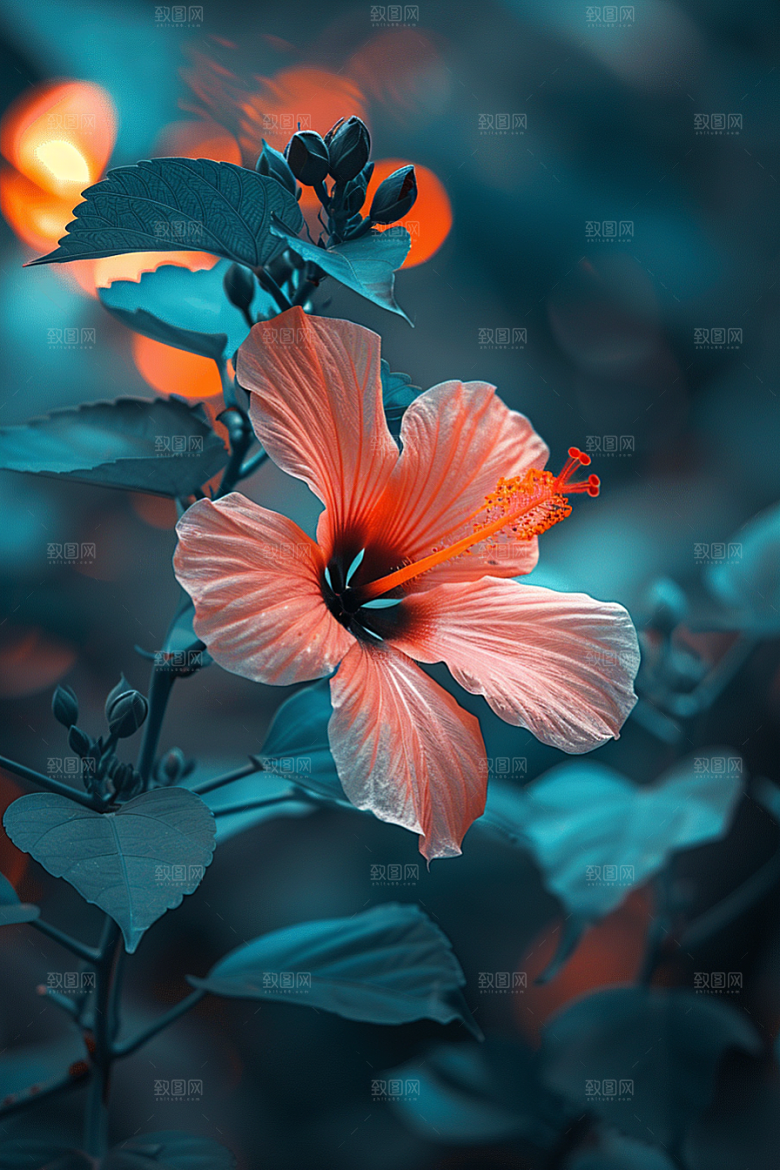 木槿花清新自然摄影图