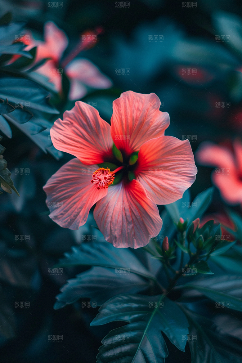 木槿花彩色花卉摄影图