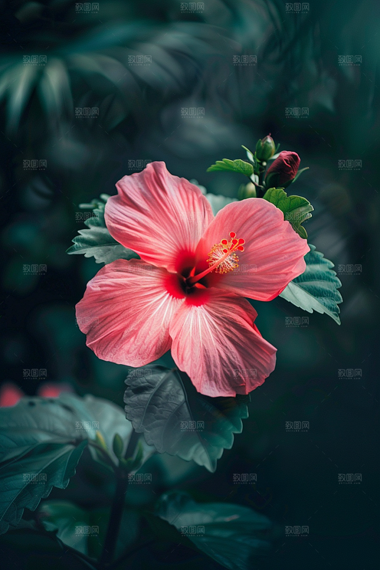 木槿花高清唯美摄影图