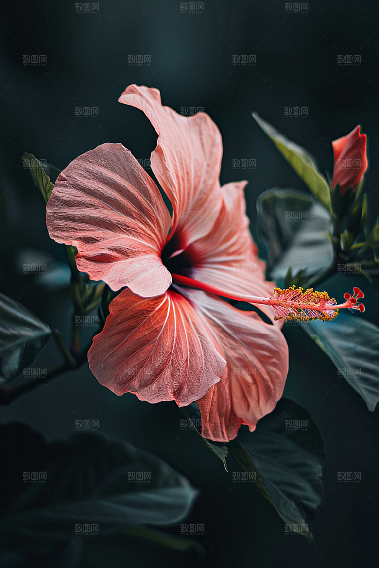 木槿花夏季夏天摄影图