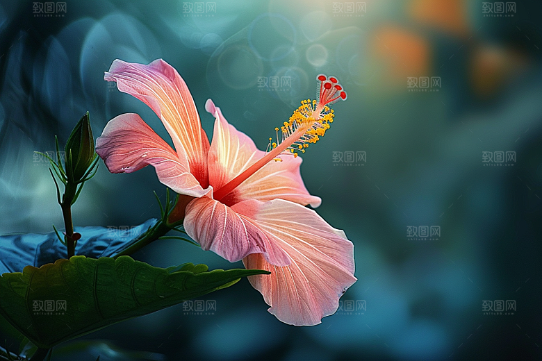 木槿花夏季自然摄影图