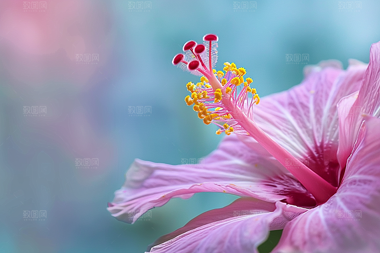 木槿花夏季自然摄影图