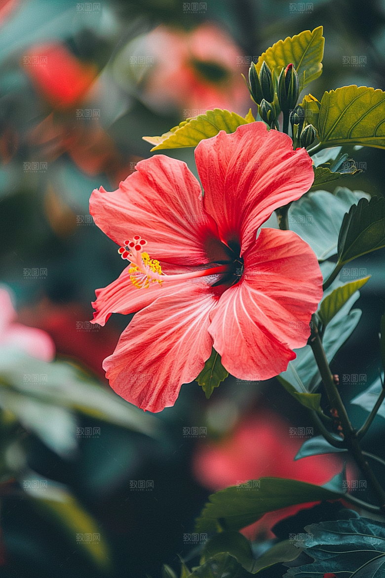 木槿花夏季植物摄影图