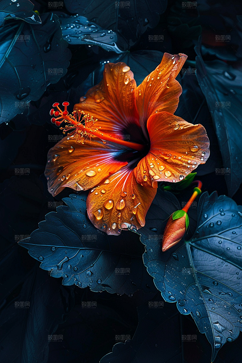 木槿花花朵清新摄影图