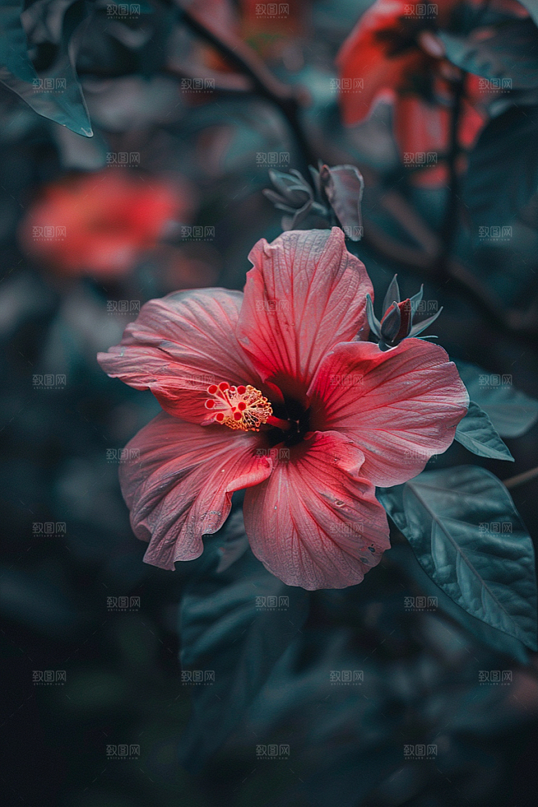 木槿花植物夏天摄影图