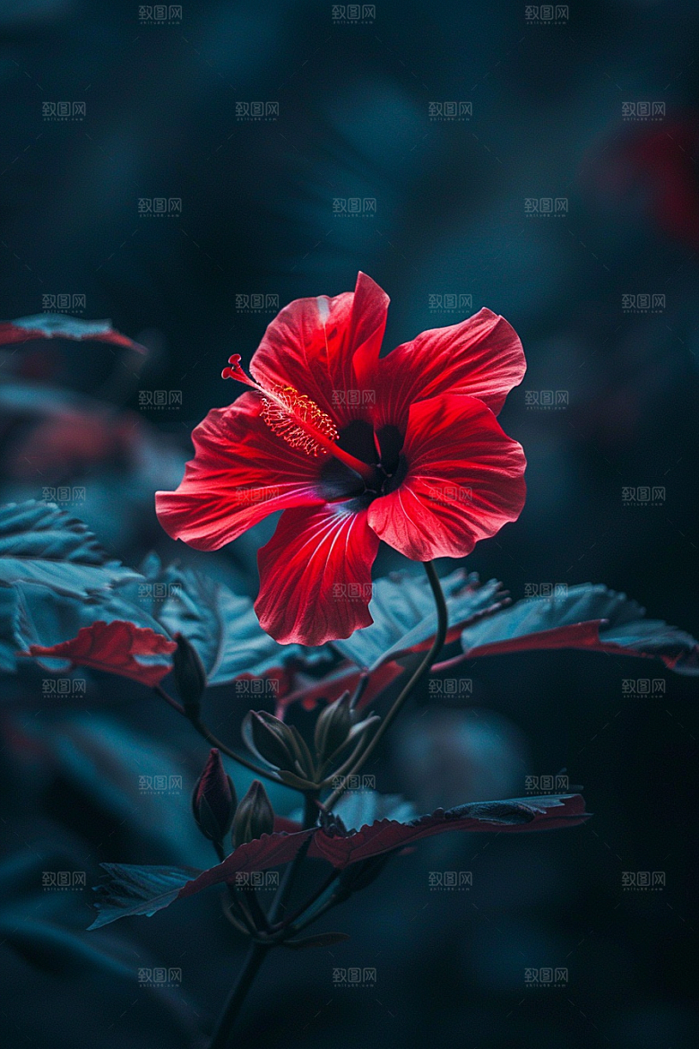 木槿花高清木棉摄影图