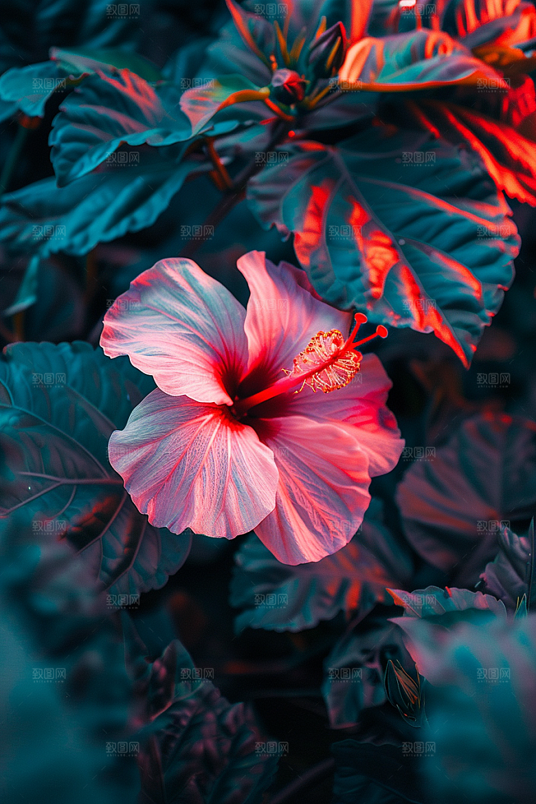 木槿花唯美植物摄影图