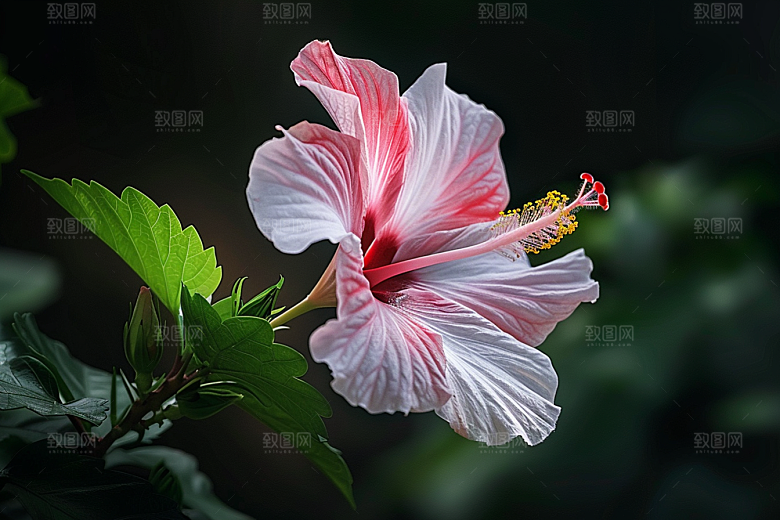 木槿花夏天清新摄影图