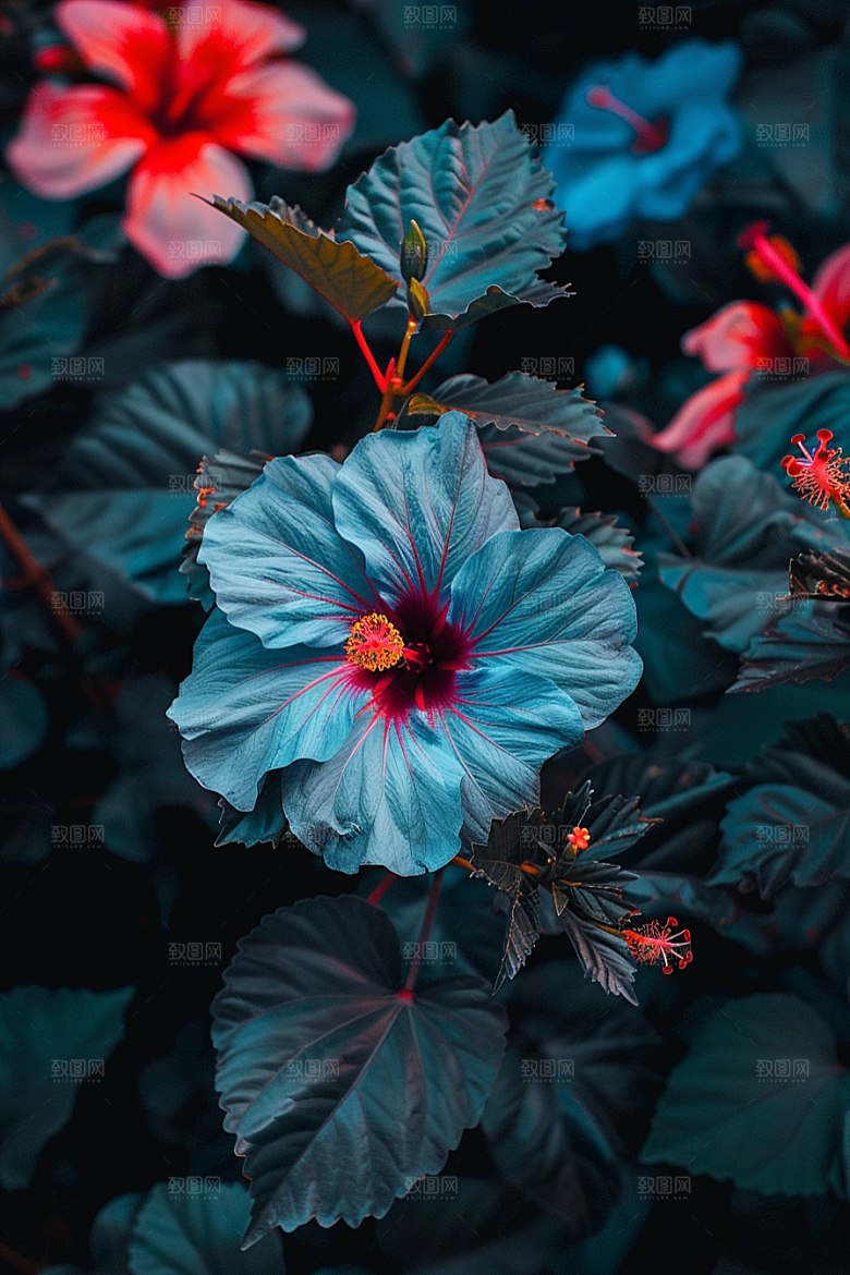 木槿花清新高清摄影图