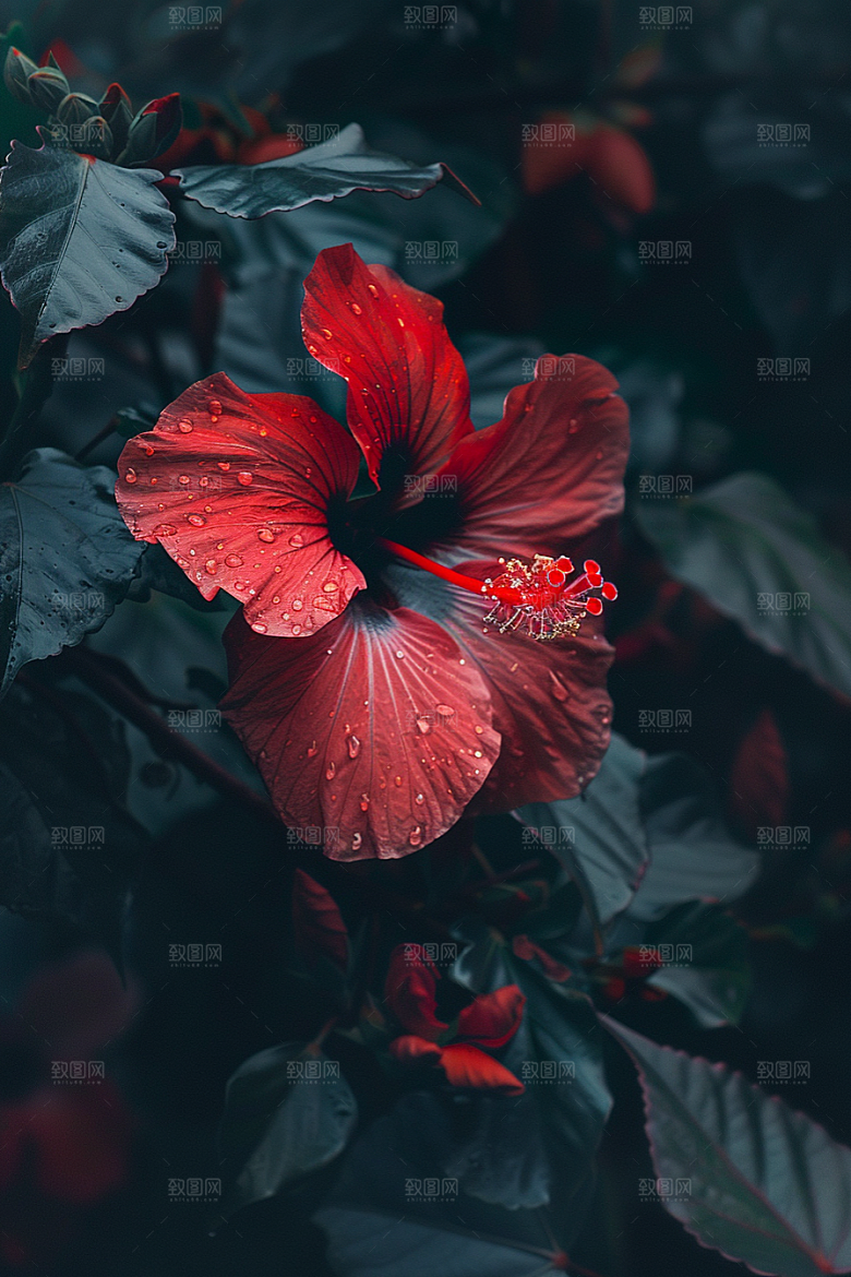 木槿花夏季唯美摄影图