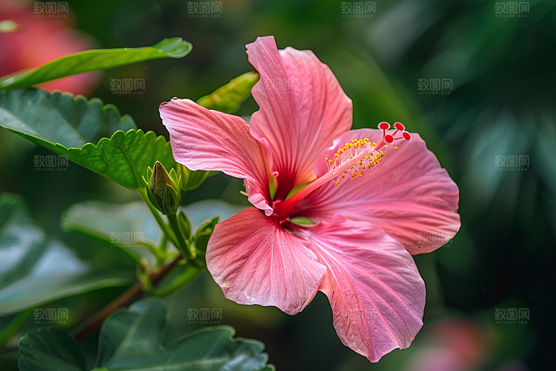 木槿花彩色高清摄影图