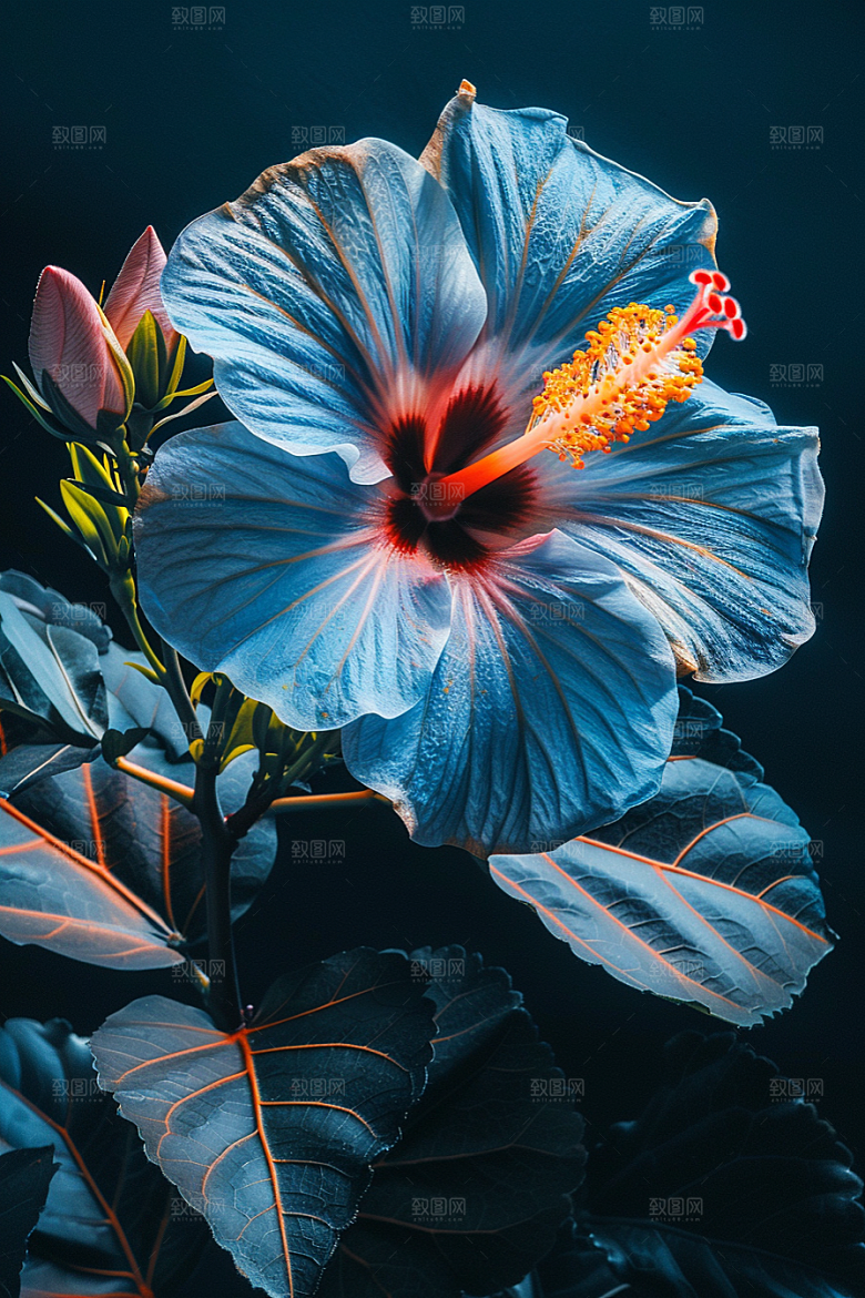 木槿花夏天木棉摄影图