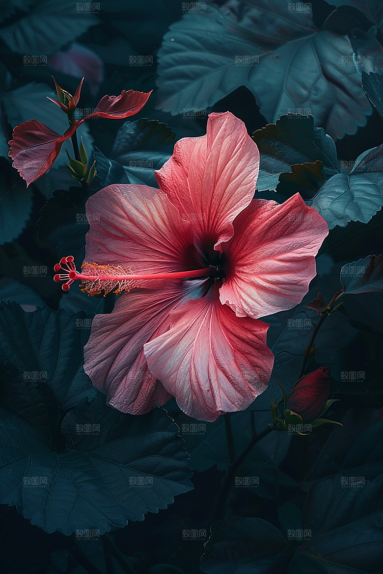 木槿花花卉唯美摄影图