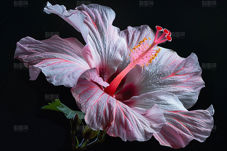 木槿花花朵自然摄影图