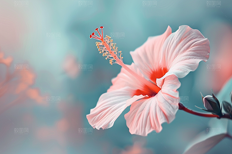 木槿花彩色花朵摄影图