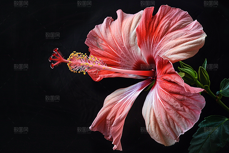 木槿花夏天自然摄影图