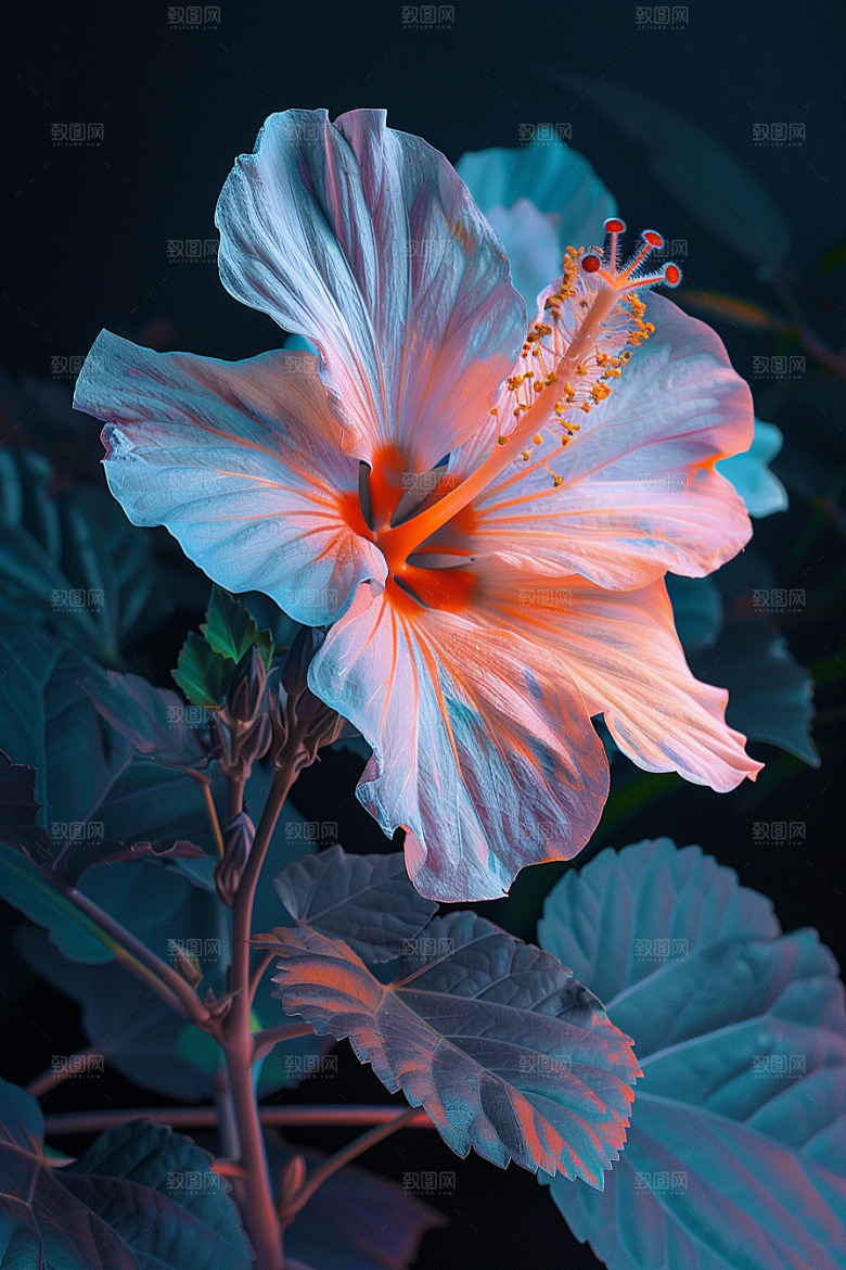 木槿花唯美植物摄影图