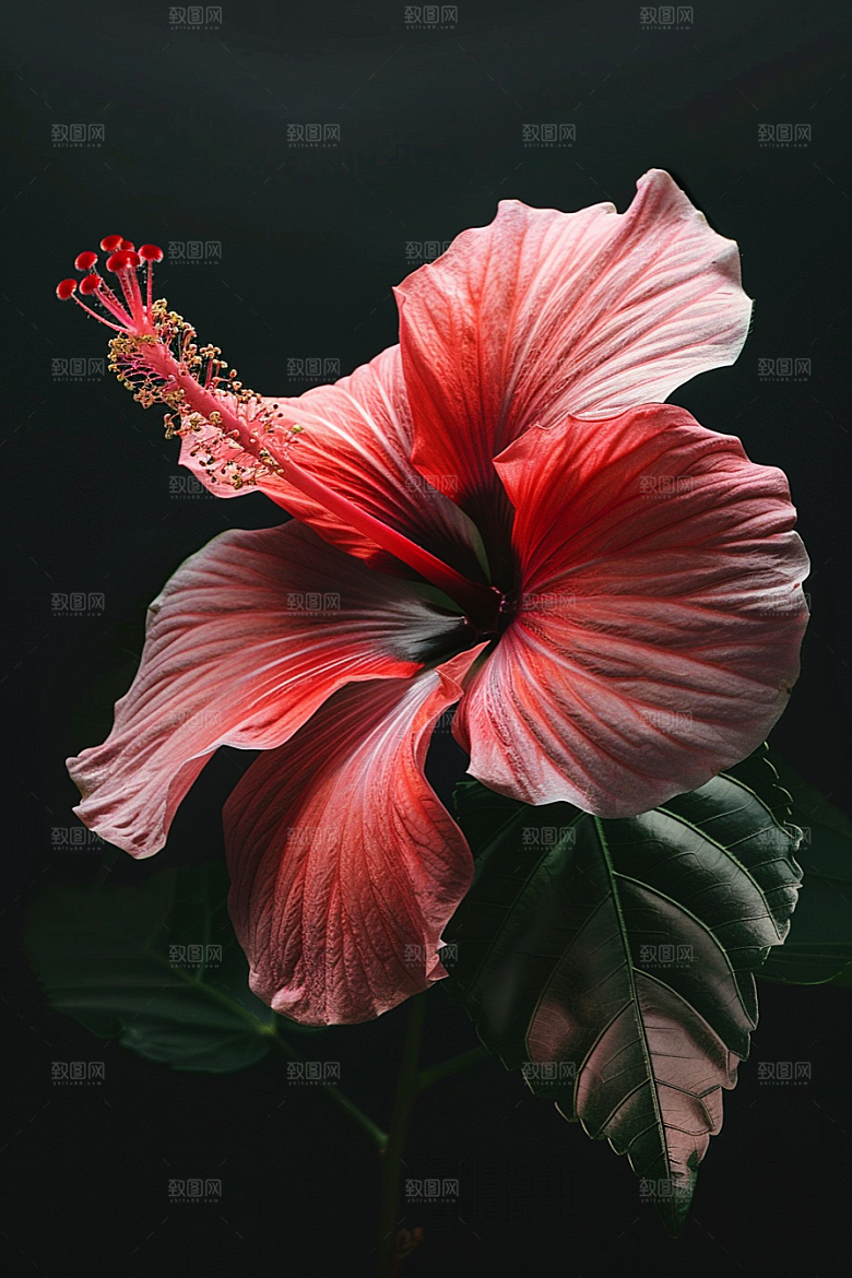 木槿花高清夏季摄影图