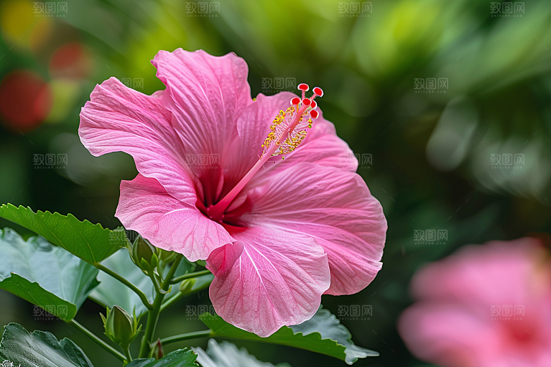 木槿花夏季花卉摄影图
