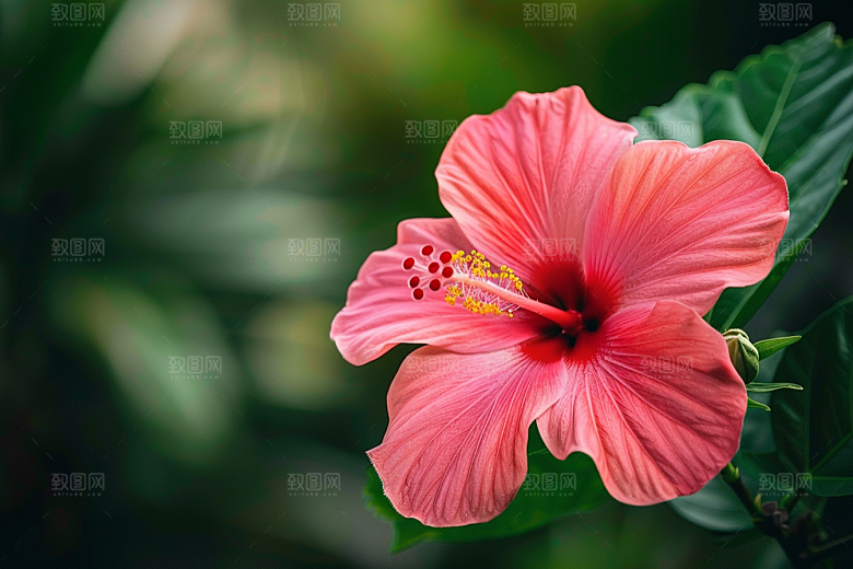 木槿花夏天自然摄影图
