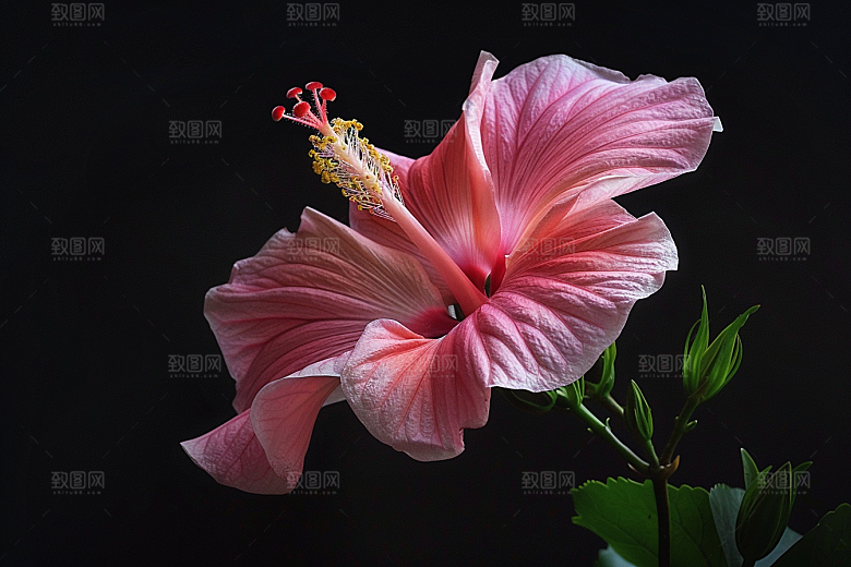 木槿花夏天木棉摄影图