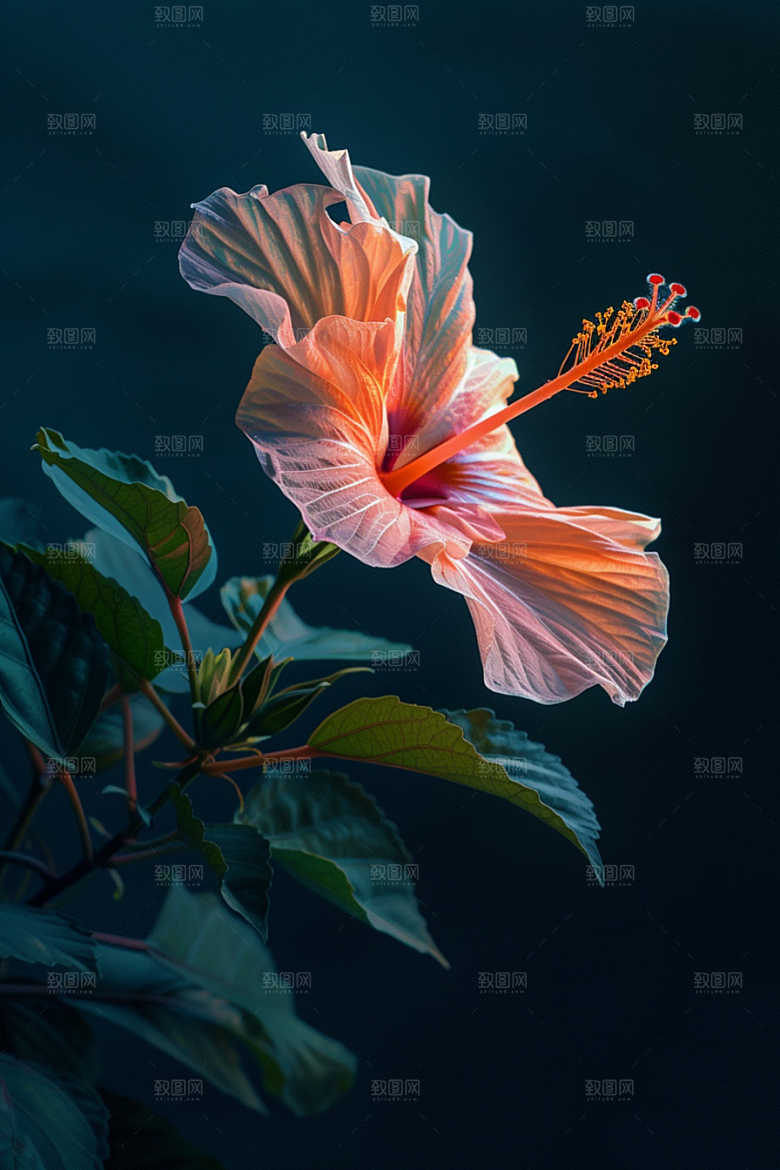 木槿花花卉木棉摄影图