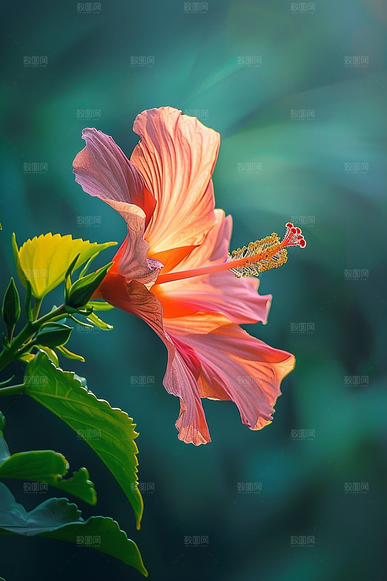 木槿花花卉夏季摄影图
